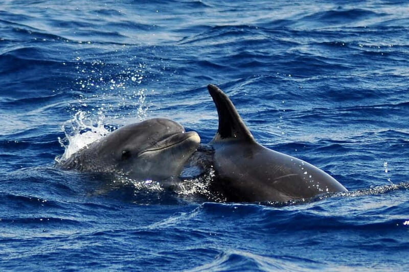 Fuerteventura: Catamarán navegación a vela y delfines. - An Authentic Marine Experience in Fuerteventura