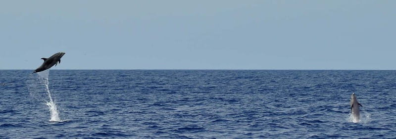 Fuerteventura: Catamarán navegación a vela y delfines. - What to Expect on Your 5-Hour Marine Excursion