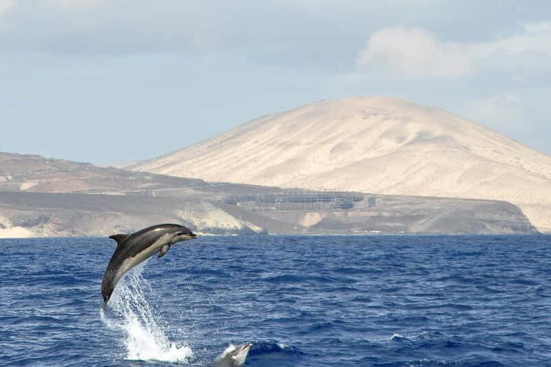 Fuerteventura: Catamarán navegación a vela y delfines. - Real Experiences from Travelers