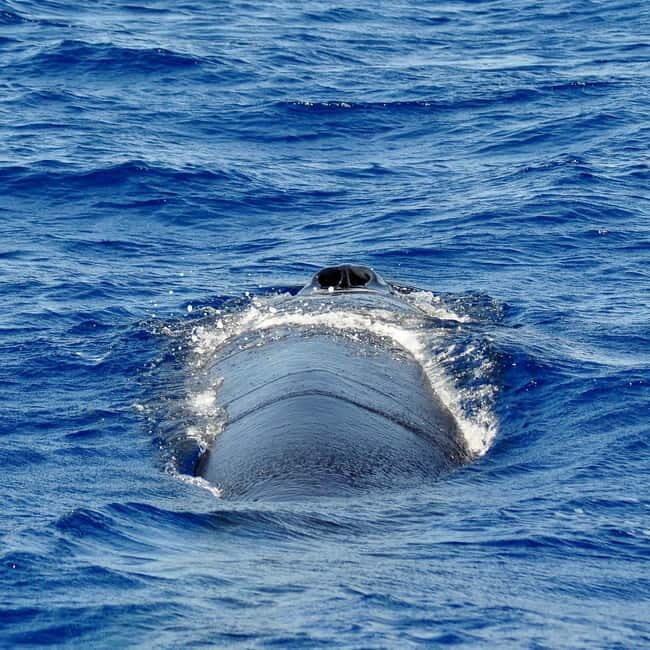 Fuerteventura: Catamarán navegación a vela y delfines. - Why This Tour Delivers Value
