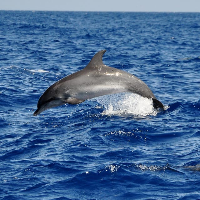 Fuerteventura: Catamaran Sailing Navigation. Maximum 10 People - Experience Highlights