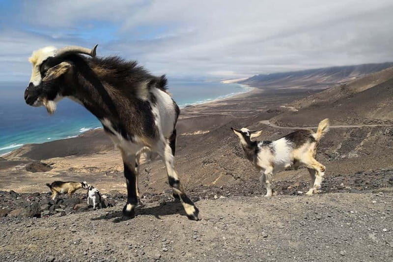 Fuerteventura: Cofete Beach and "Villa Winter" Tour - FAQ