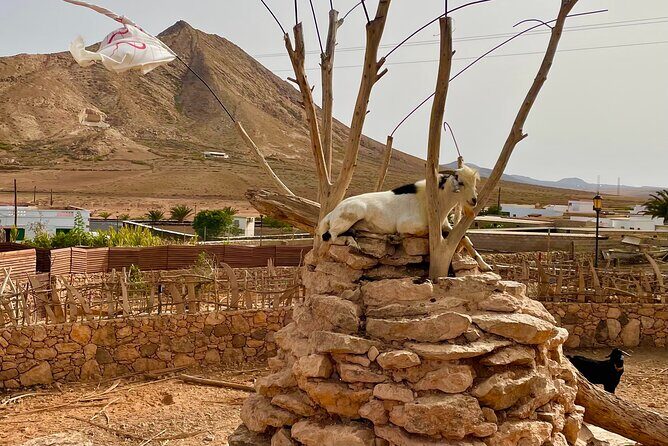 Fuerteventura: Discover Fuerteventura GRAND Islandtour - How the Experience Comes Together