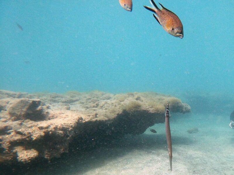 Fuerteventura: Discover Scuba Diving - Safety Precautions