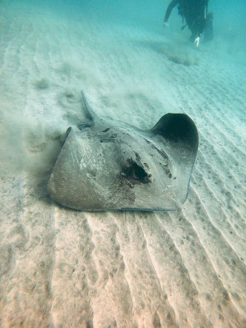 Fuerteventura: Discover Scuba Diving - Participant Suitability