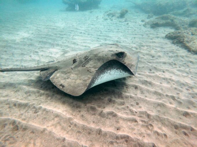 Fuerteventura: Discover Scuba Diving - Frequently Asked Questions