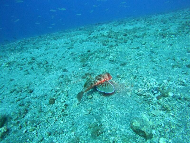Fuerteventura: Guided Snorkeling in La Lajita With Pickup - Variety of Marine Life