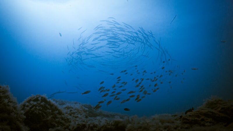 Fuerteventura: Introductory Dive in La Lajita With Pickup - Diving Experience