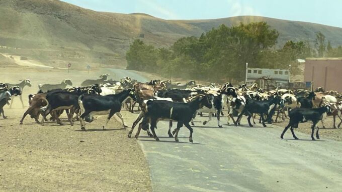 Fuerteventura: Island Highlights Guided VIP Sightseeing Tour - Bask in the Beauty of Playa De Sotavento De Jandía