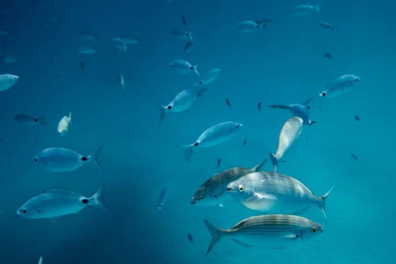 Fuerteventura: Lobos Island Catamaran Cruise with Lunch - Who It’s Perfect For