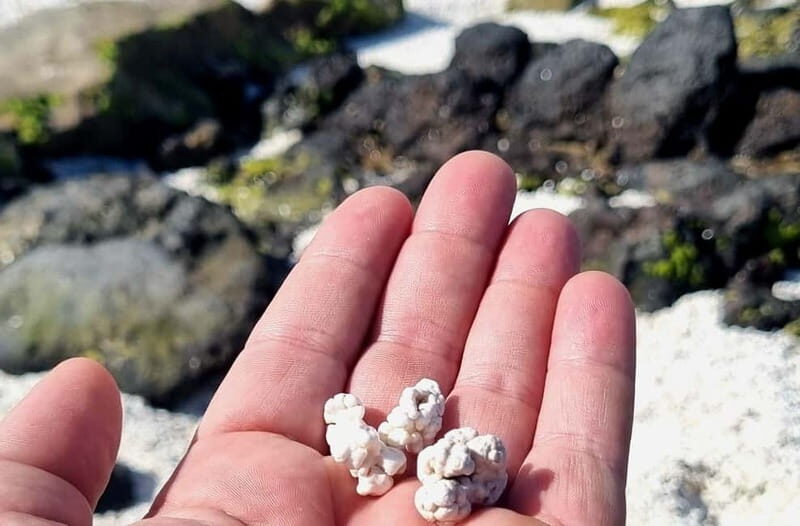 Fuerteventura North with Tapas (food) - An In-Depth Look at What to Expect