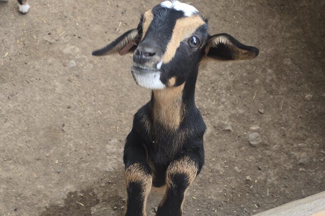 Fuerteventura: PRIVATE Historical Island Sightseeing Grand Tour - Highlights of the Itinerary