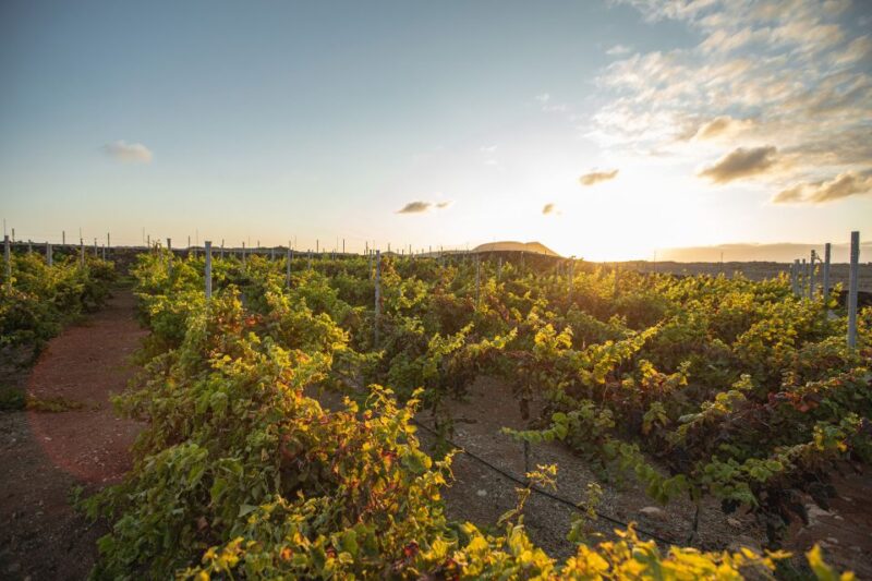 Fuerteventura: Tour of Bodega Conatvs Vineyard With Tasting - Booking Information