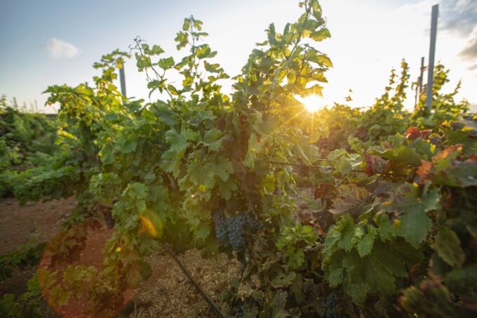 Fuerteventura: Tour of Bodega Conatvs Vineyard With Tasting - Guided Walking Tour