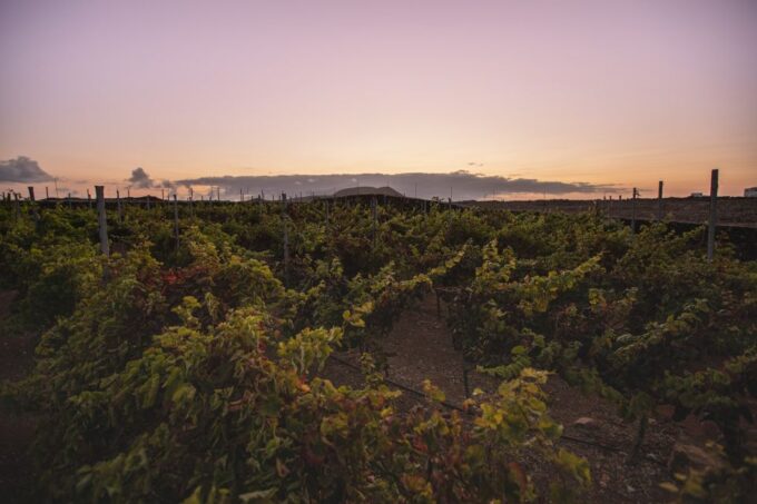 Fuerteventura: Tour of Bodega Conatvs Vineyard With Tasting - Local Cheese and Oils