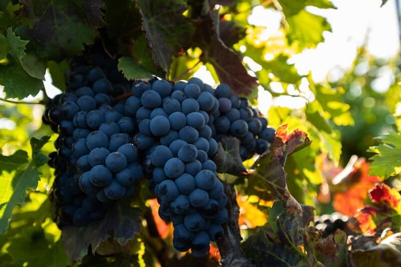 Fuerteventura: Tour & tasting at Conatvs Winery - Key Points