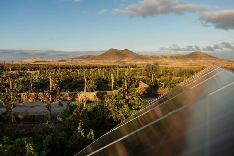 Fuerteventura: Tour & tasting at Conatvs Winery - Overall Value