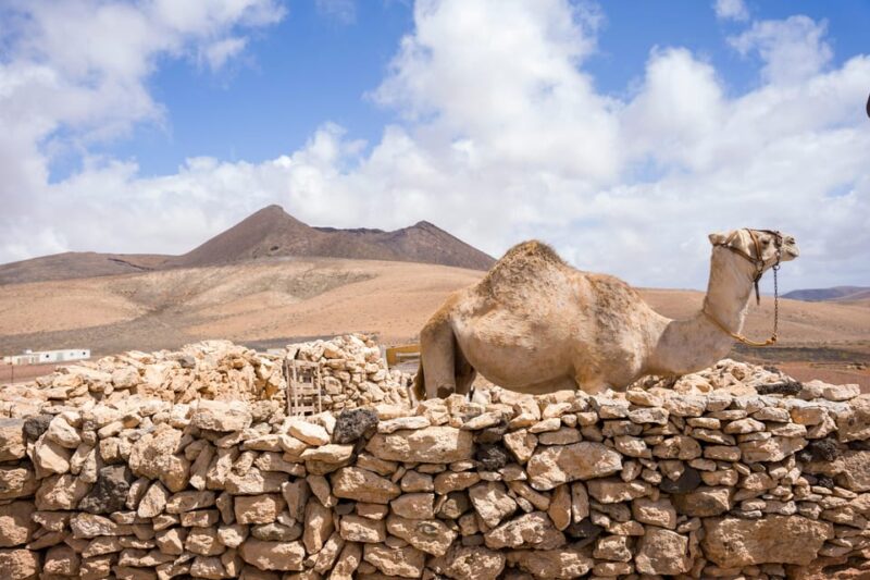Fuerteventura: Volcanic Hike to the Crater Edge - Safety and Requirements