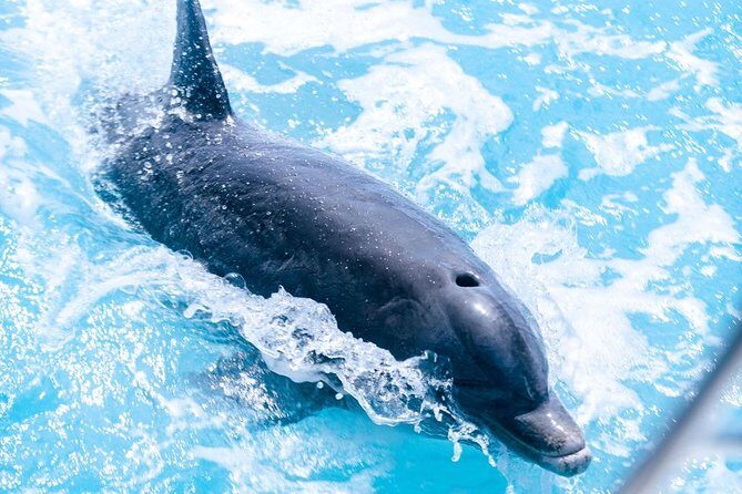 Full day 7hours- beach bbq, snorkel, Iguana island, half moon bay pine cay, Fun! - The Itinerary in Detail