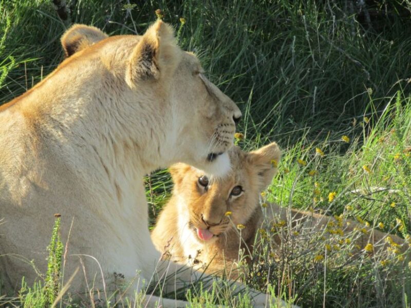 Full Day Addo and Private Reserve Safari With Boma Dinner - Addo Elephant Park Exploration
