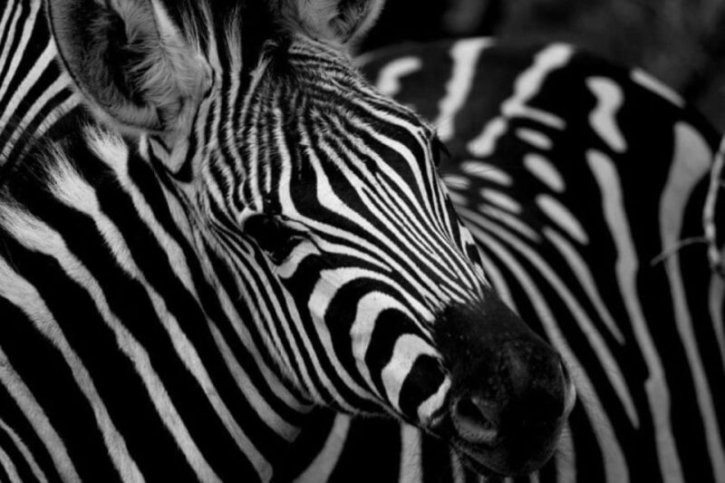 Full Day Addo and Private Reserve Safari With Boma Dinner - Included Meals and Fees