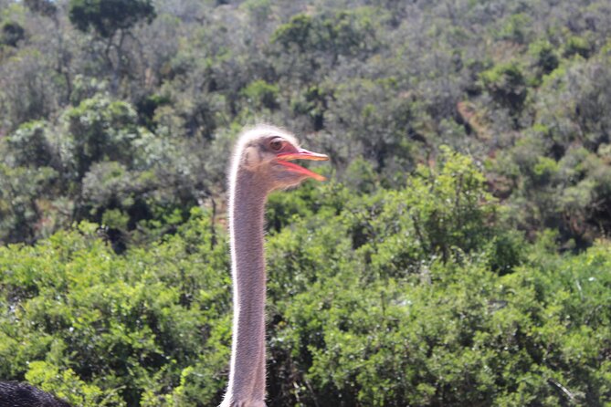 Full Day Addo Elephant National Park Safari - Inclusions and Fees