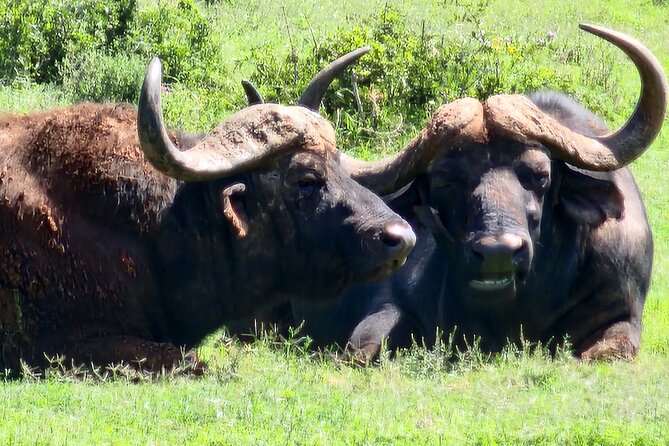 Full Day Addo Park Tours and Safari in South Africa - Positive Traveler Feedback and Recommendations