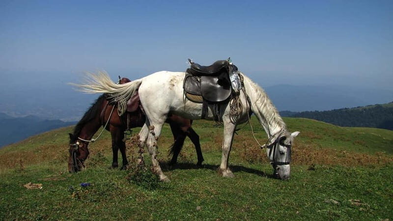 Full Day Adventure in Borjomi! - Exploring Borjomi: A Full Day of Natural Wonders and Cultural Charm
