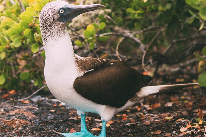 Full-day Adventure Tour at Kicker Rock (León Dormido) - Wildlife and Activities
