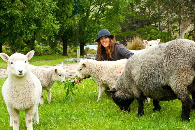 Full-Day Akaroa Tour With Penguins Safari and Wine Tasting - Highlights of the Experience