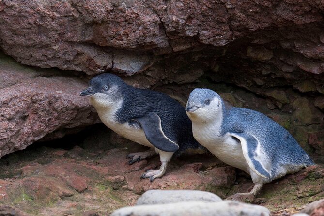 Full-Day Akaroa Tour With Penguins Safari and Wine Tasting - Inclusions of the Tour