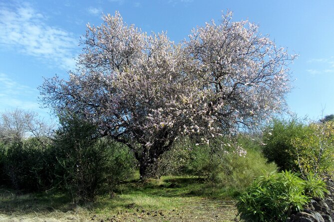 Full-Day Almond Blossom Trail in Tenerife - Discover the Scenic Landscapes