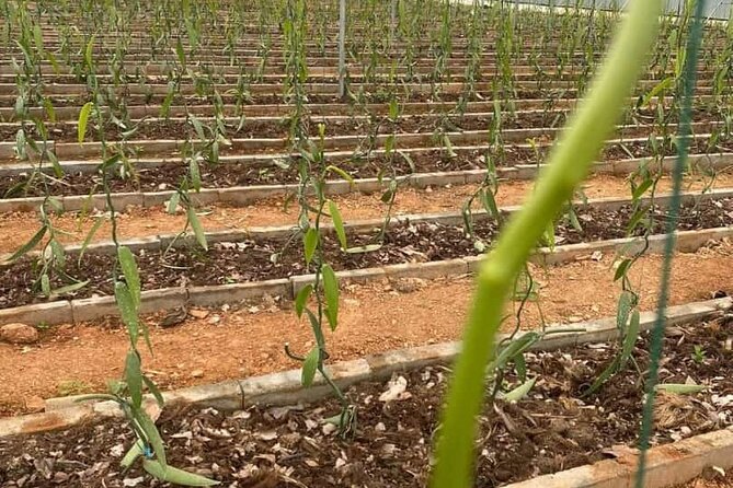 Full Day at Hacienda Cacaoymango and Vanilla Greenhouse. - Pickup Details