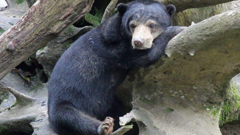 Full Day At Sepilok Orangutan, Sun Bear & Sandakan City Tour - An Honest Look at the Tour Experience