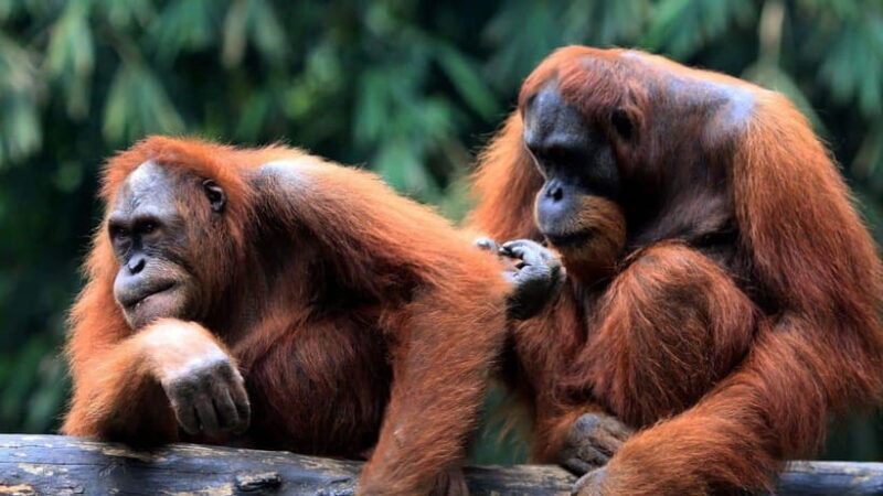 Full Day At Sepilok Orangutan, Sun Bear & Sandakan City Tour - Practical Tips for Travelers