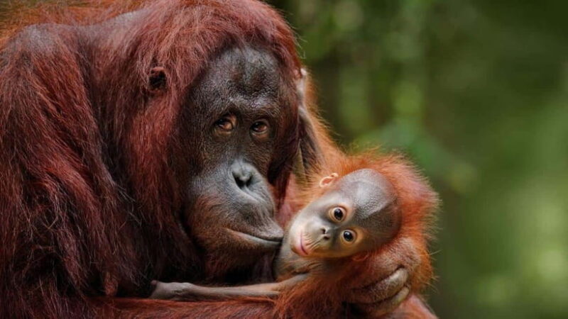 Full Day At Sepilok Orangutan, Sun Bear & Sandakan City Tour - Who Should Consider This Tour?