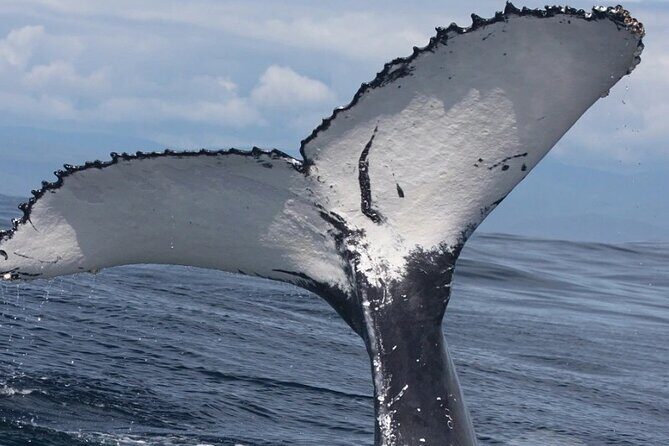 Full Day Bacardi Whale Watching - End Season March 30th - Who Will Love This Tour?