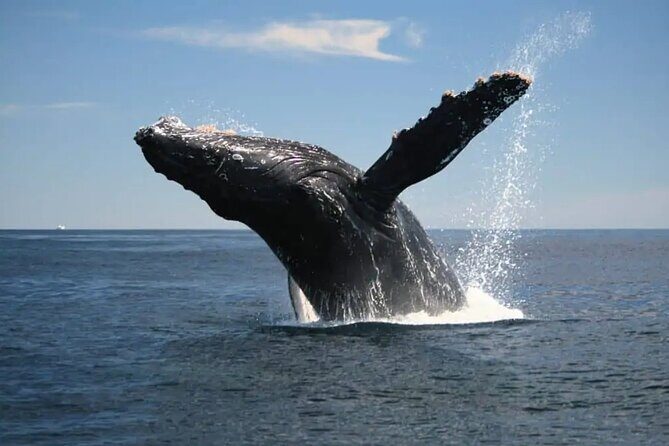 Full Day Bacardi Whale Watching - End Season March 30th - FAQs