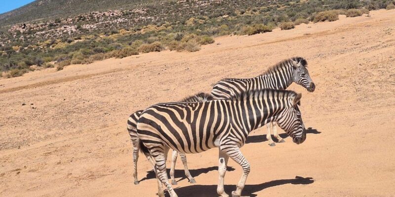 Full-day Big 5 Adventure Aquila Safari Game Reserve Tour - Itinerary Highlights