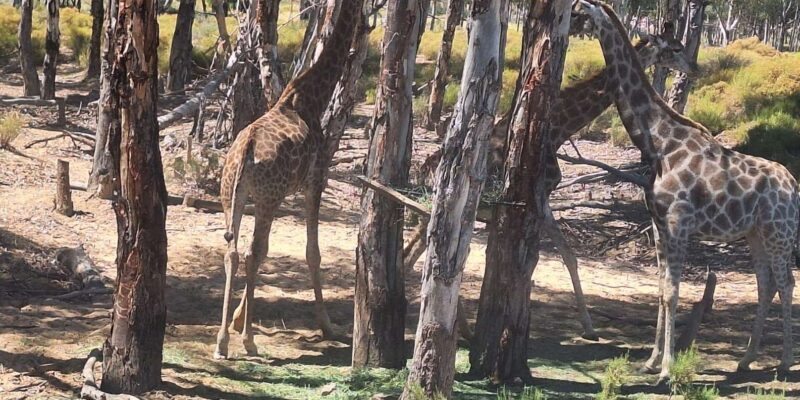 Full-day Big 5 Adventure Aquila Safari Game Reserve Tour - Important Information