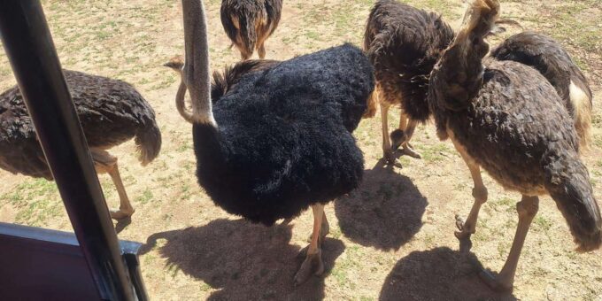 Full-day Big 5 Adventure Aquila Safari Game Reserve Tour - Scenic Winelands Drive