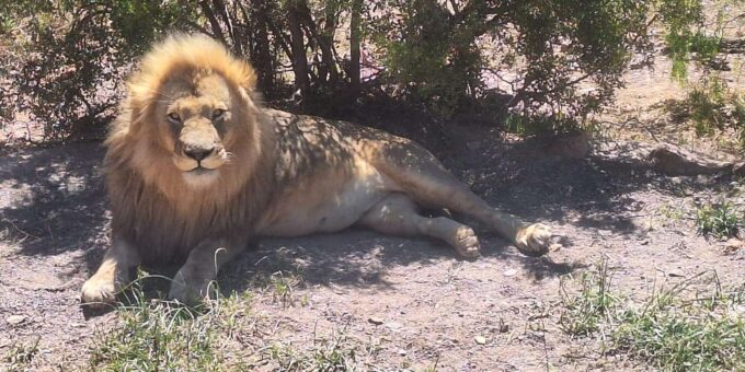 Full-day Big 5 Adventure Aquila Safari Game Reserve Tour - Frequently Asked Questions