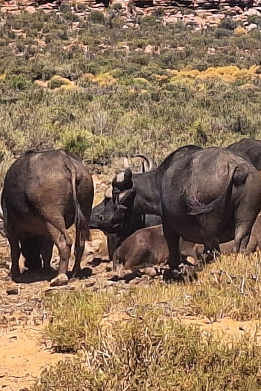 Full Day Big 5 Aquila Game Reserve Private Tour in Cape Town - Good To Know
