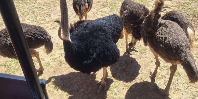 Full Day Big 5 Aquila Game Reserve Private Tour in Cape Town - Expert Guidance