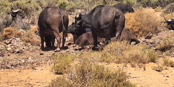 Full Day Big 5 Aquila Game Reserve Private Tour in Cape Town - Inclusions and Booking