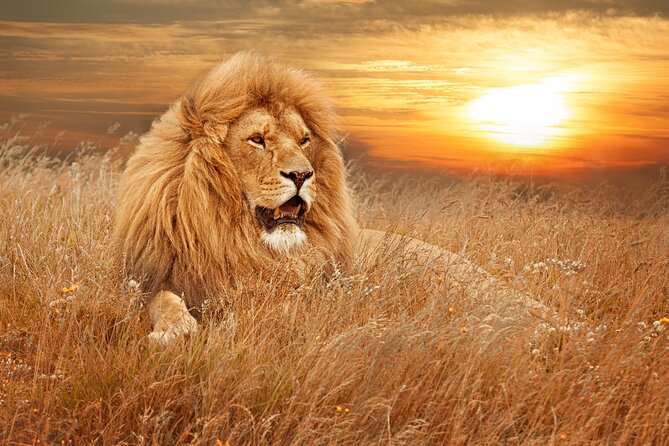 Full Day Big 5 Aquila Safari Private Transfers Including Park Fee From Cape Town - Customer Feedback and Ratings