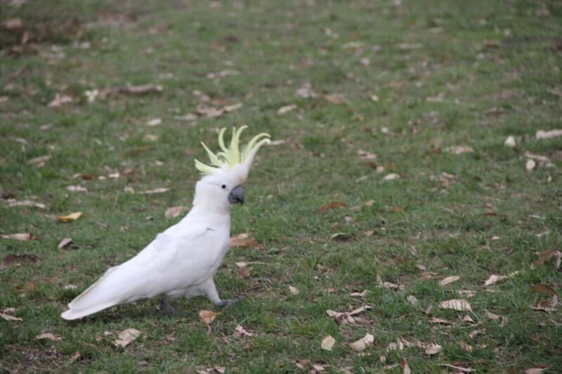 Full Day Blue Mountains with an Italian Touch Bilingual tour - Who Will Enjoy This Experience?