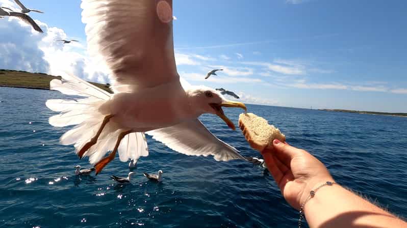 Full day boat-trip Medulin, blue Cave, Cres + dolphin search - Key Points  