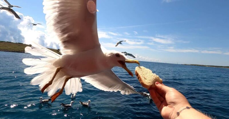 Full day boat-trip Medulin, blue Cave, Cres + dolphin search - What’s Included and What to Keep in Mind