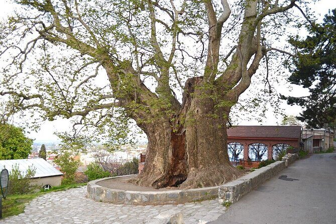 Full Day Bodbe Sighnaghi and Telavi Wine Tasting Tour - The Sum Up: Is This Tour Worth It?